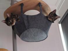 Katten die de hangmat in de boom Omlet delen