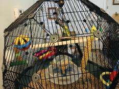 Twee vogels in hun zwarte kooi met diverse accessoires