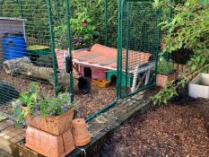 Omlet inloop cavia ren