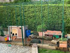 Omlet inloop cavia ren