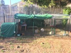 Mijn ramfamilie (5 konijnen) en mijn cavia