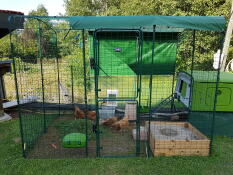 Een grote inloopren voor kippen met een grote groene Eglu Cube eraan vast en kippen erin