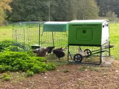 Groen Eglu Cube groot kippenhok en ren met kippen in de ren