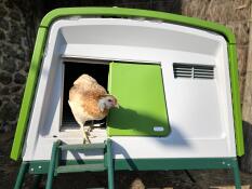 Kip komt uit groen Eglu Cube groot kippenhok