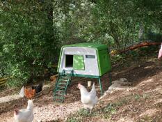 Groen Omlet Eglu Cube groot kippenhok met kippen