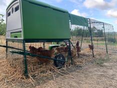 Omlet groen Eglu Cube groot kippenhok en ren met kippen