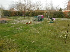 Een grote tuin met kippenhekwerk een paars Cube kippenhok en een ren