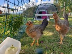 2 kippen staan op het punt een appel te eten in de ren van hun roze hok