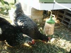 Kippen met Omlet Caddi kippen traktatie houder