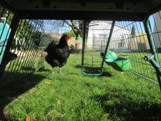 Onder shot van Eglu Cube groot kippenhok en ren met kippen