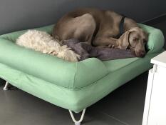 Een hond rustend op zijn groene bed
