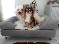 2 honden zitten samen op hun grijze hondenbed met bolster