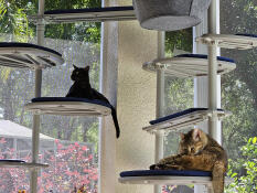 Luna en catness Goedgekeurd