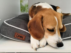 Hond slaapt op Omlet Fido bed