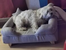 Hond zittend op Omlet memory foam bolster hondenbed met vierkante houten poten