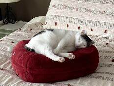 Ons poesje houdt van haar nieuwe Omlet bed!