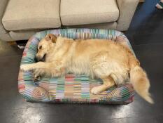 Een Golden retriever liggend in het pawsteps elektrische bolster hondenbed.