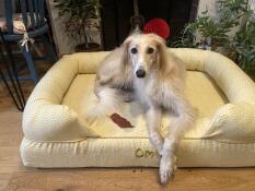 Lucy ontspant in haar nieuwe bed