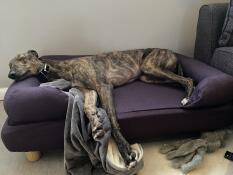 Een hond slapend in zijn blauwe bed