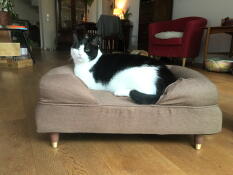 Een kat zittend in zijn bruine bolster bed