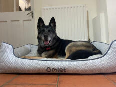 Een hond die uitrust in het bed van honingraatleisteen.