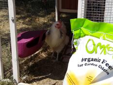 Omlet biologisch kippenvoer en kippen met voederbak