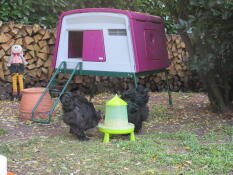 Kippen eten uit voederbak voor Omlet paars Eglu Cube groot kippenhok