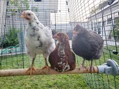 Drie kippen op een houten zitstok