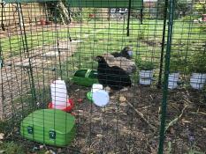 Mijn drie pekin krielkippen op hun zitstok. ze vinden het geweldig!