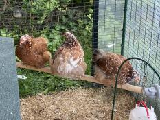 Drie kippen op hun zitstok