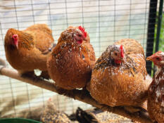 Vier pekin kippen zittend op een zitstok