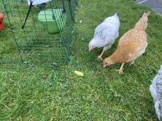 Kippen die de grondankers inspecteren 