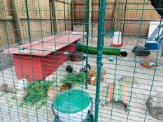 Omlet buitenren voor cavia's