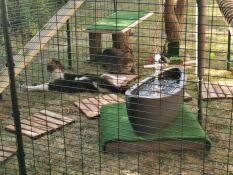 Katten zaten in een inloop-speelhok met een fontein en veel ander speelGoed