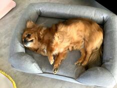 Een kleine hond die in zijn grijze bed ligt