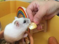 Een kleine witte dwerghamster eet een traktatie van zijn eigenaar in zijn kooi
