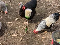 Kippen grazen in een tuin en eten maïs van een Omlet pikhouweel