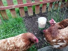 Petula en rosy genieten van hun speeltje