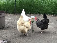 Drie kippen pikken wat maïs.