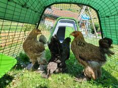 3 kippen die ronddwalen in de ren van hun groene hok