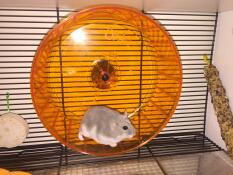 Een kleine grijs-witte dwerghamster op een oranje wiel in een kooi van Qute 