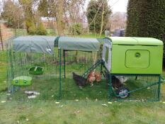Schaduwrijke coop