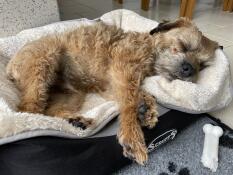 Terrier in slaap op grote grijze en crème superzachte hondendeken van Omlet.
