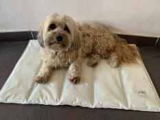 Een hond rustend op een koelmat