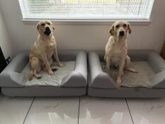 Twee honden naast elkaar zittend, elk op een groot grijs bed met bolster topper