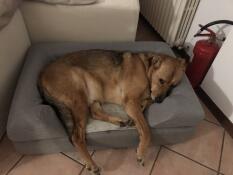 Hond liggend op Omlet Topology hondenbed met bolster bed topper