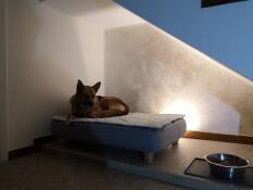 Een hond ontspant op zijn grijze bed met gewatteerde topper