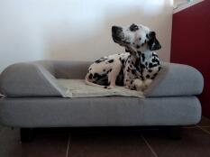Een hond op zijn grijze bed met bolster topper