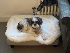 Masie in daisy's nieuwe bed 