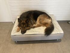 Een hond rustend op een Topology hondenbed.